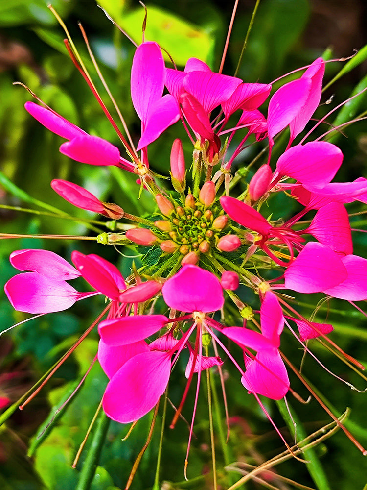 Rose Red Spider Flowers (Cleome houtteana)