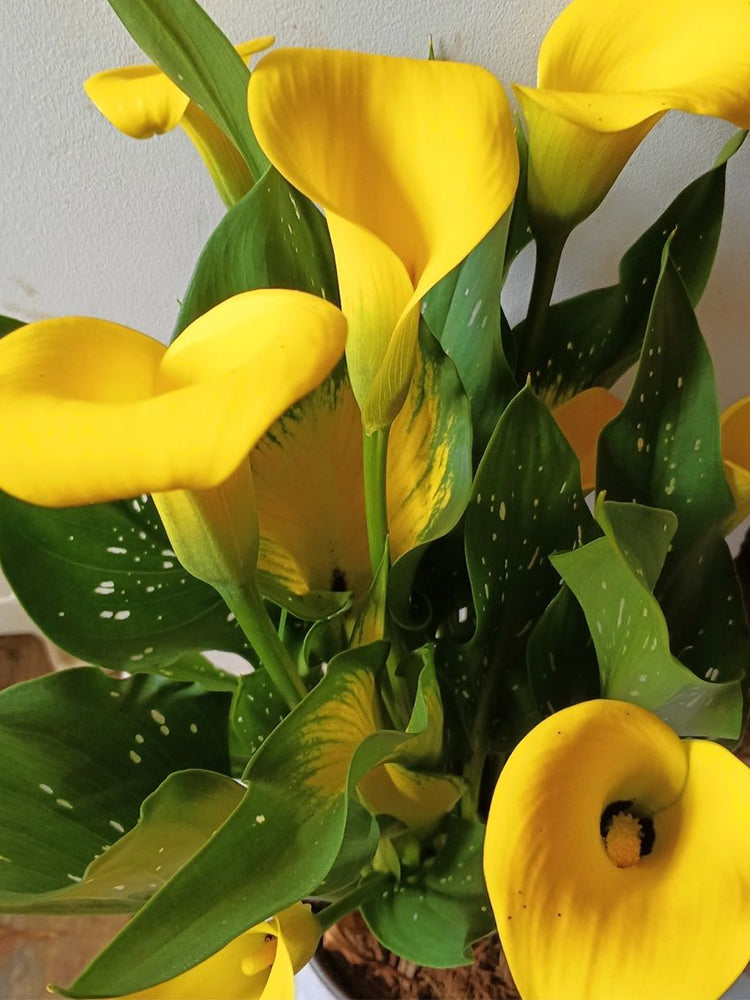 'Dana' Calla Lily