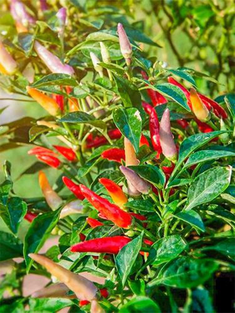 Colorful Chaotian Pepper