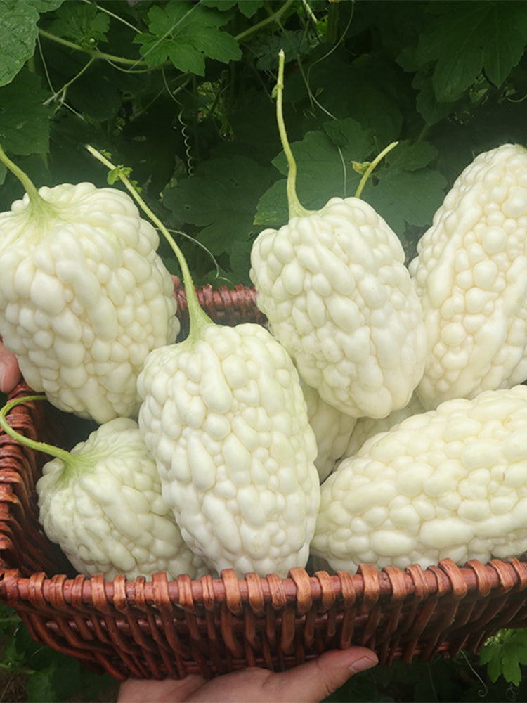 Apple-Type Bitter Melon