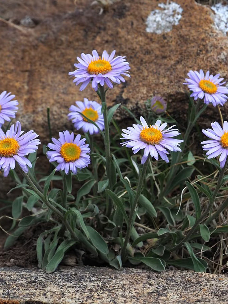 Alpine Aster Mix