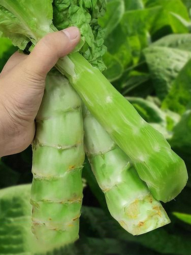 Erbai Pi Stems Lettuce