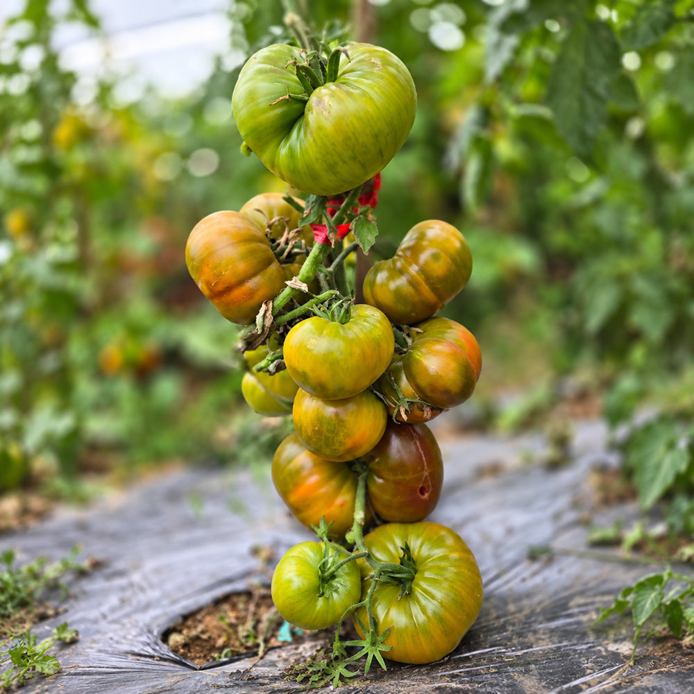 233 Jason 5 Tomato