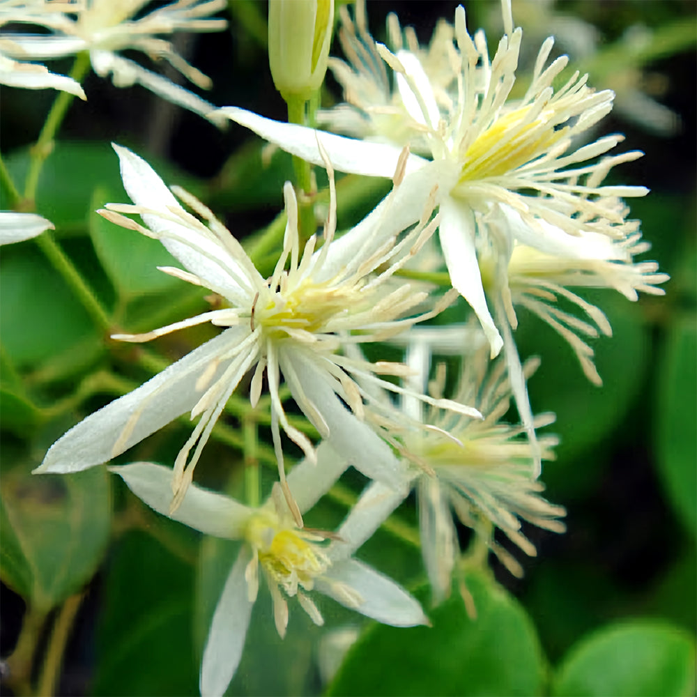 Clematis Chinensis