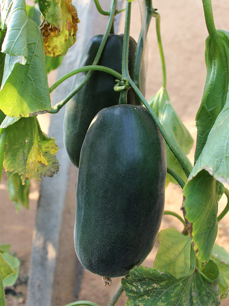 Flying No.8' Sweet Melon Hybrid F1