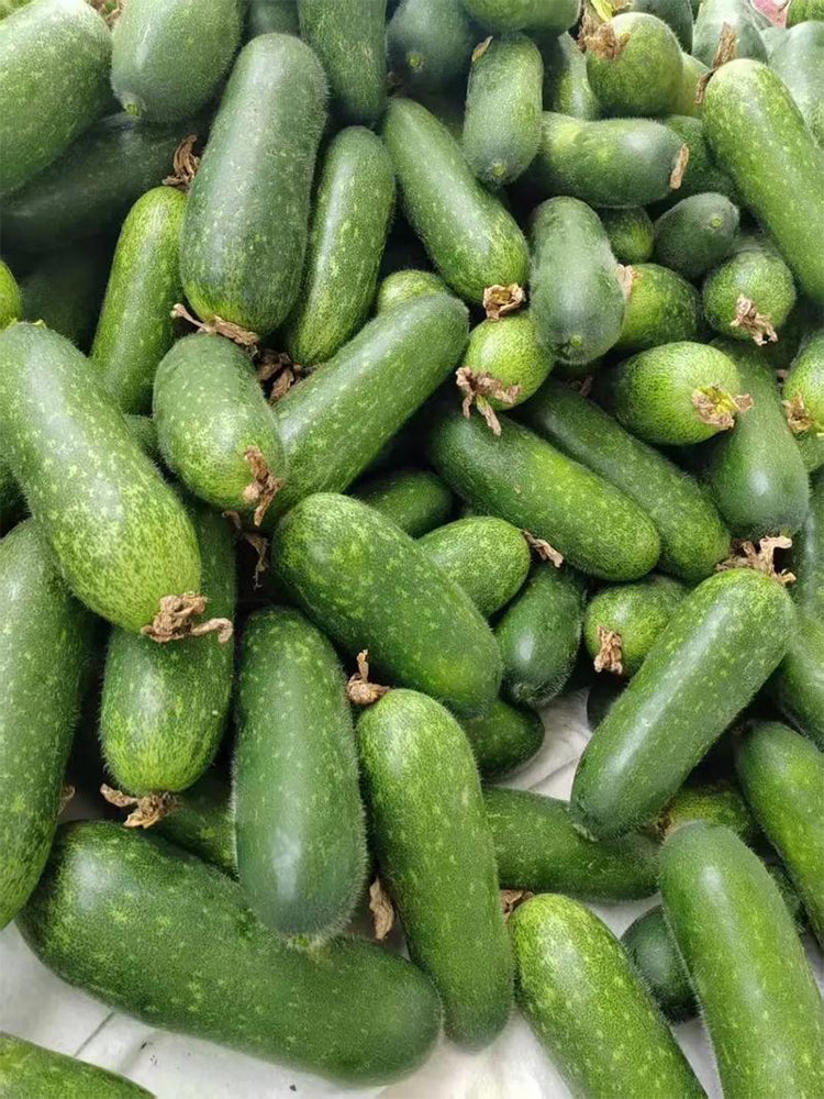 Baoli F1 Hybrid Hairy Gourd