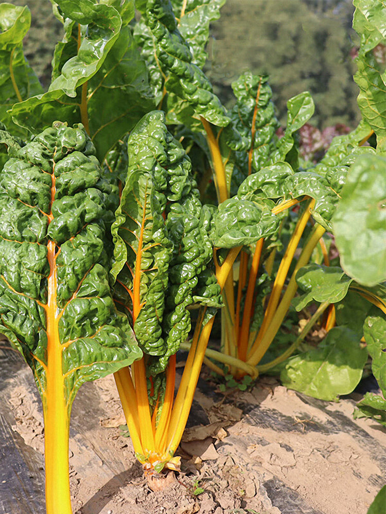 Golden-Leaf Chard