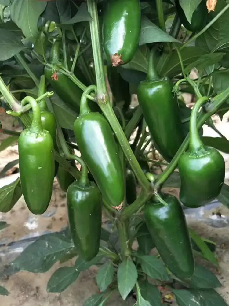 Jintai Hongjiao Chili