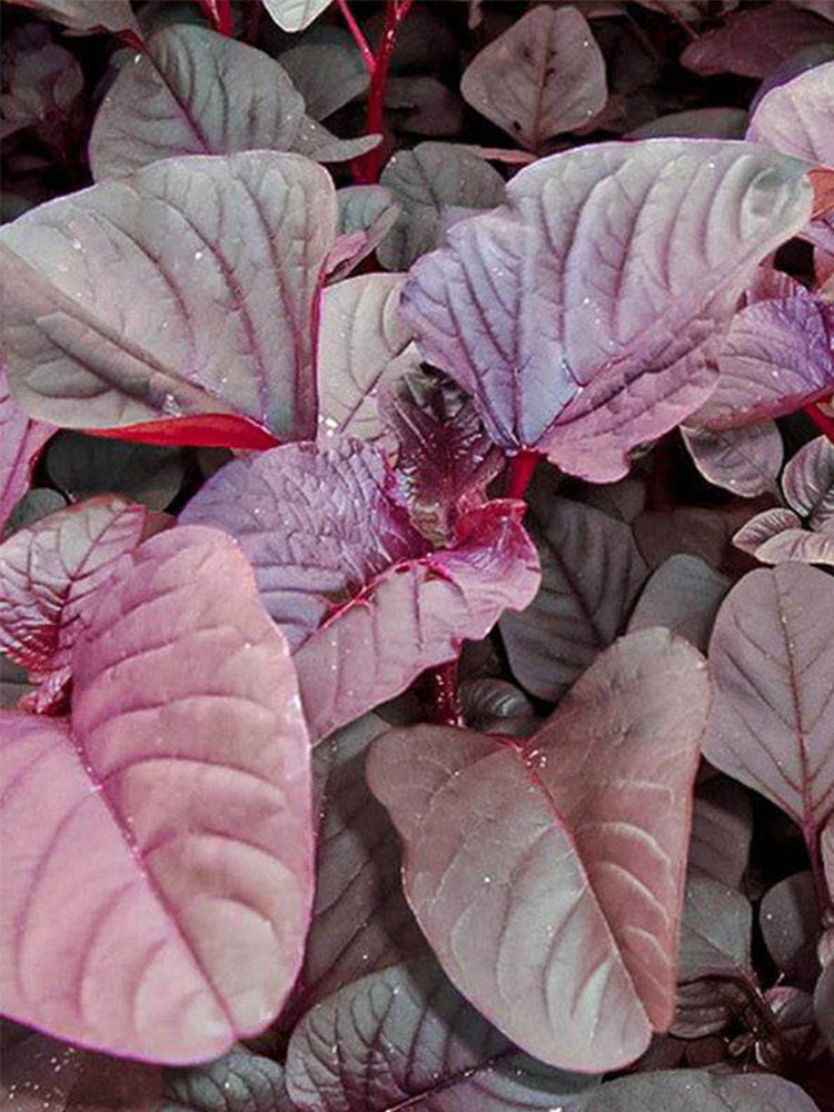 Red Round Leaf Amaranth