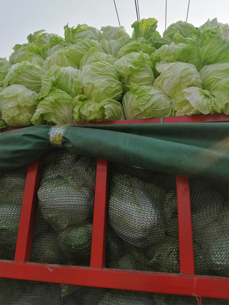 Fengkang 70 Chinese Cabbage