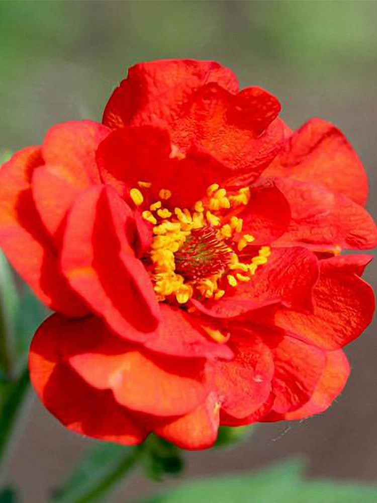 Crimson Ocean Avens (Geum coccineum)