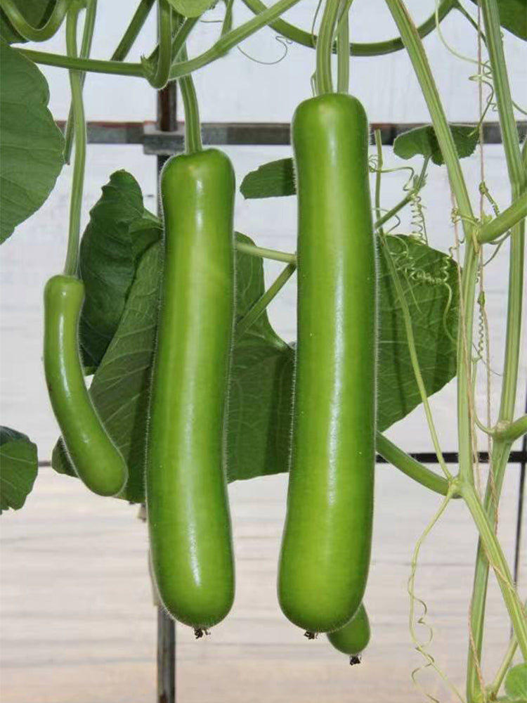 'Zhepu No.6' Bottle Gourds