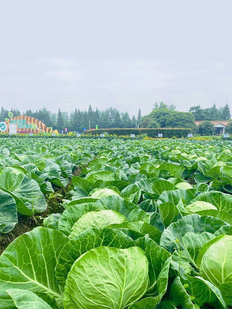 Green Treasure Cabbage