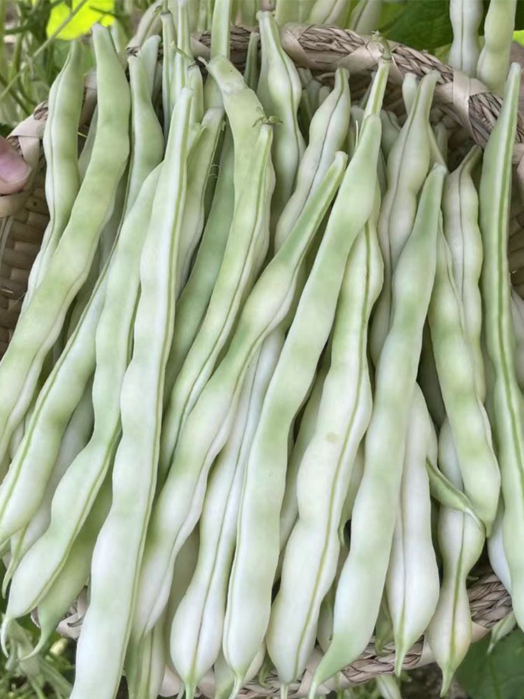 Continuously Harvestable Nine-grain White Kidney Beans
