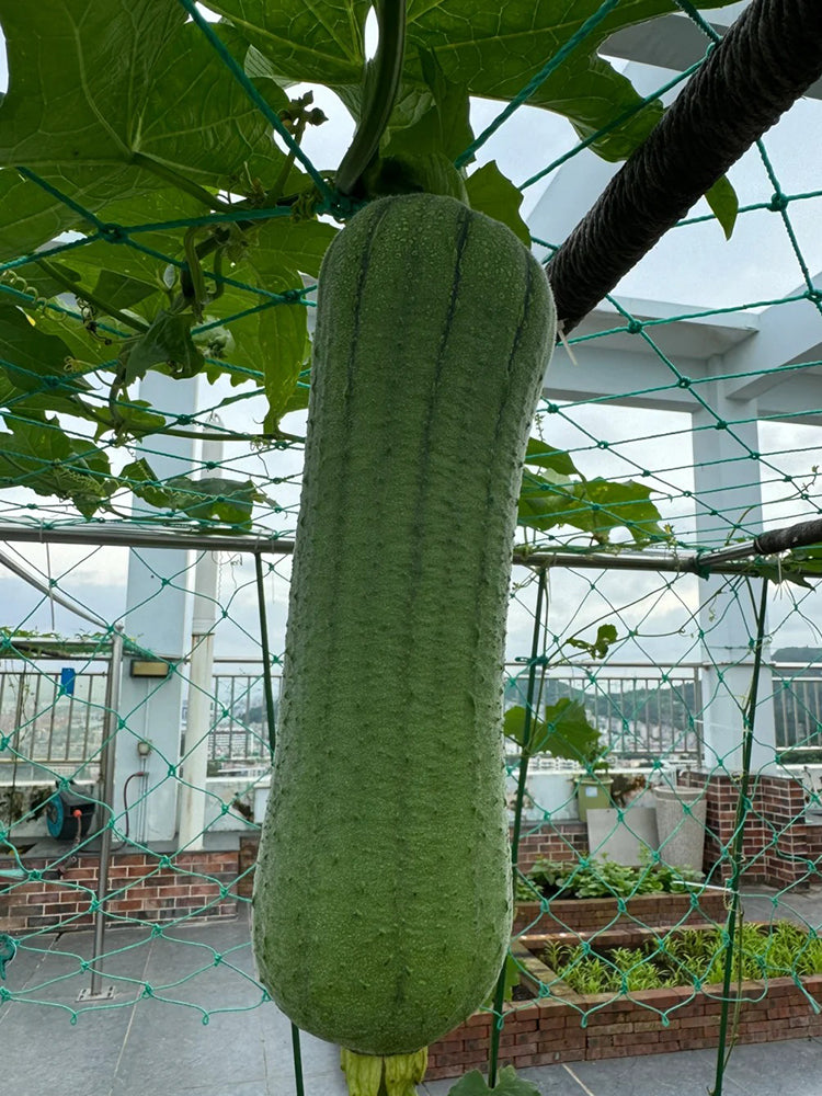 Chunyi Luffa