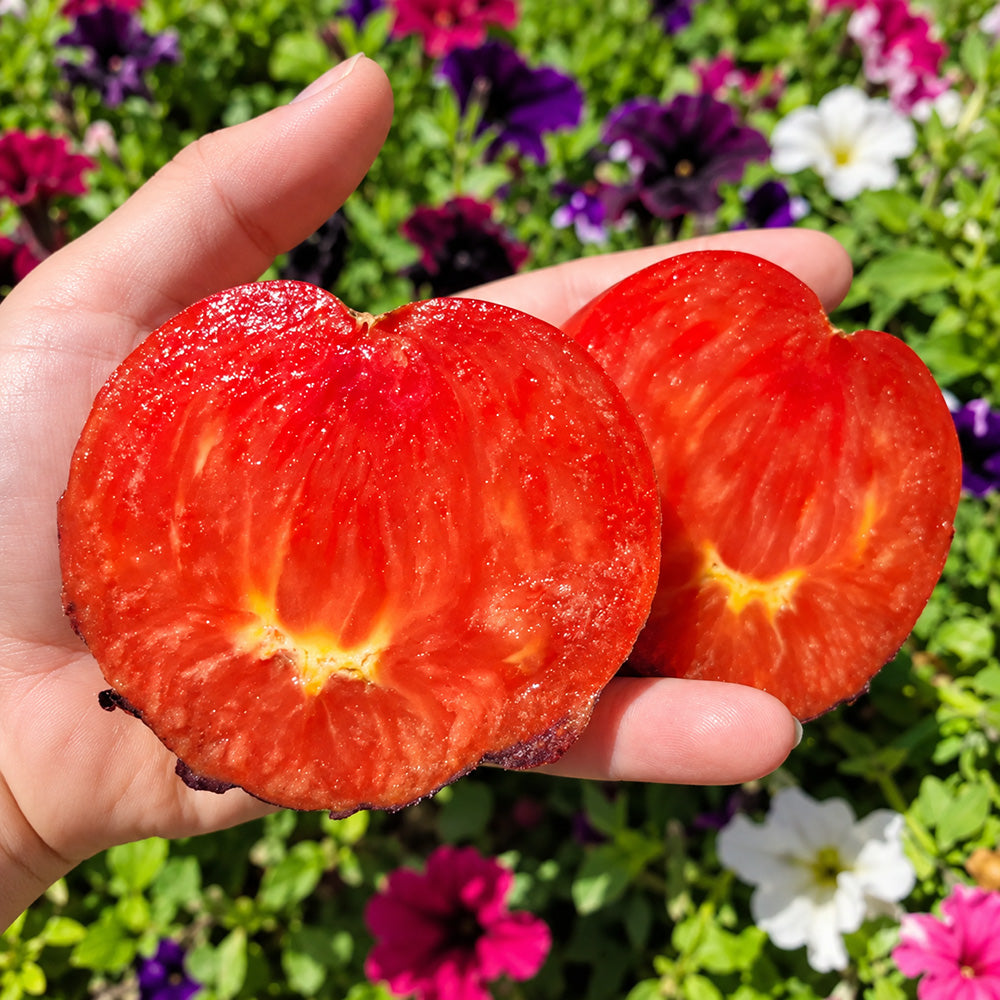 345 Junior Sergeant Tomato