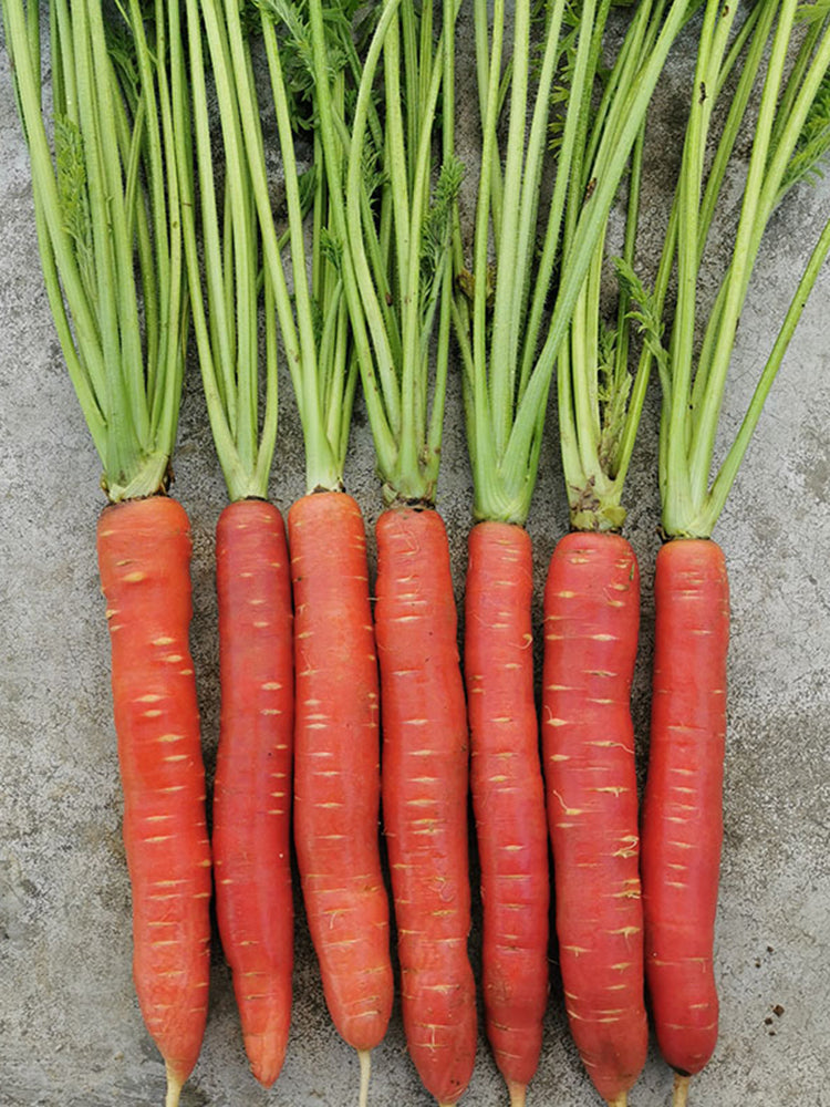 'Beauty Finger' Carrot