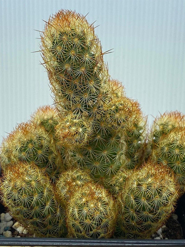 Mammillaria elongata