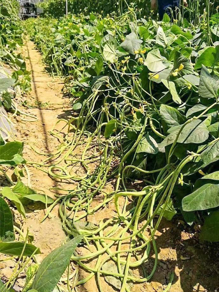 No Trellis Required Yardlong Beans
