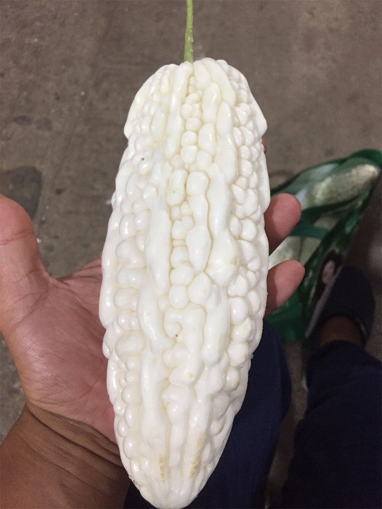 Pearl White Bitter Melon