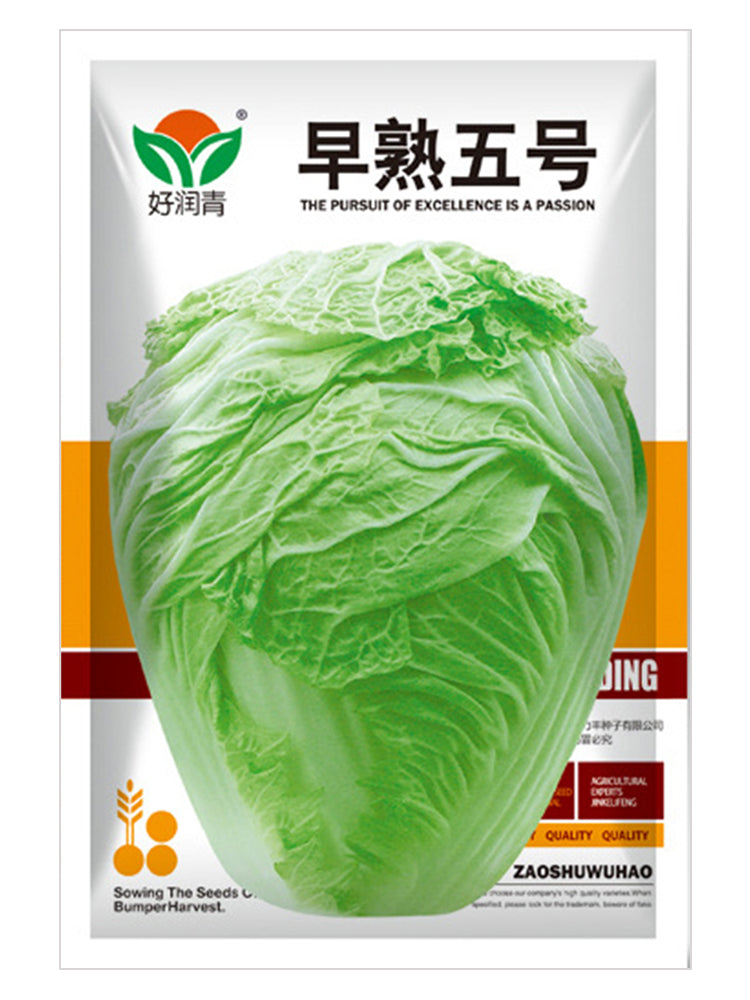 Early-maturing No.5 Chinese Cabbage