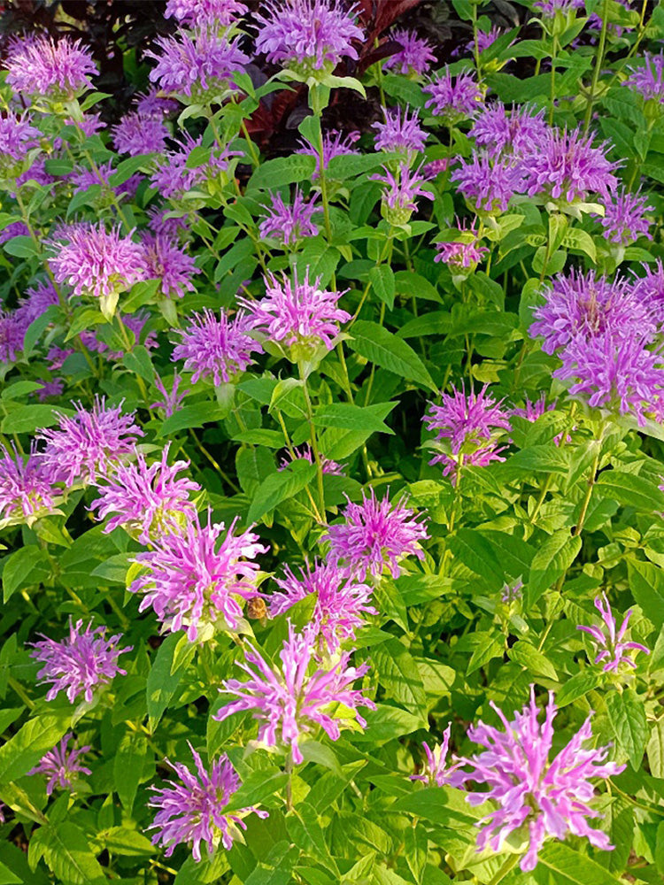 Monarda didyma