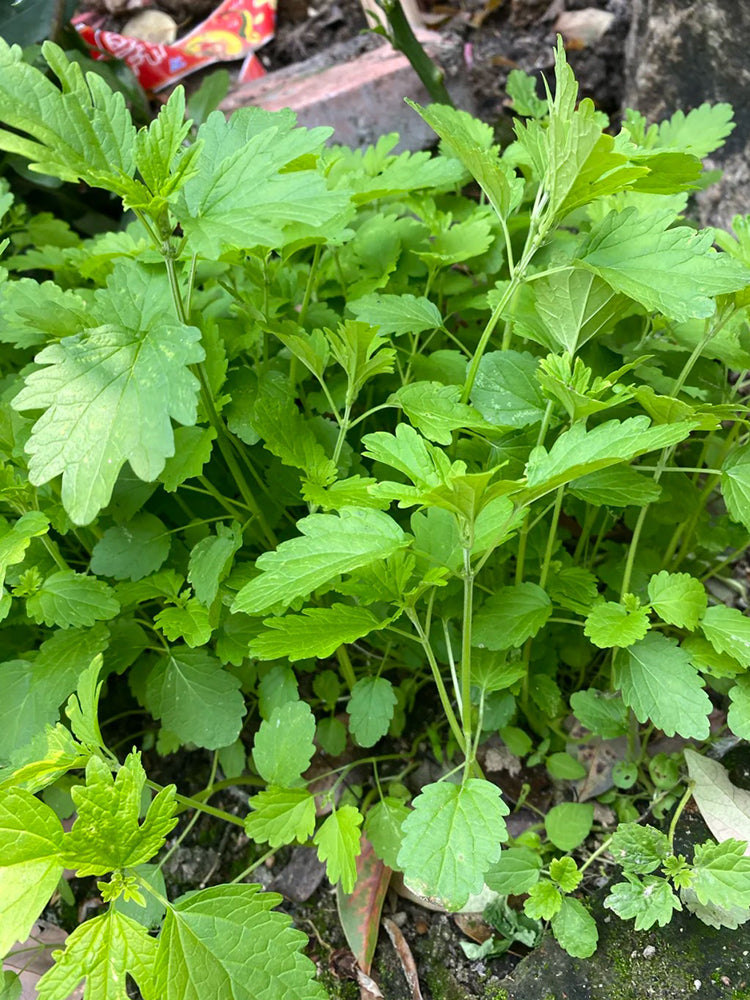 'Jiemei' Improved Motherwort