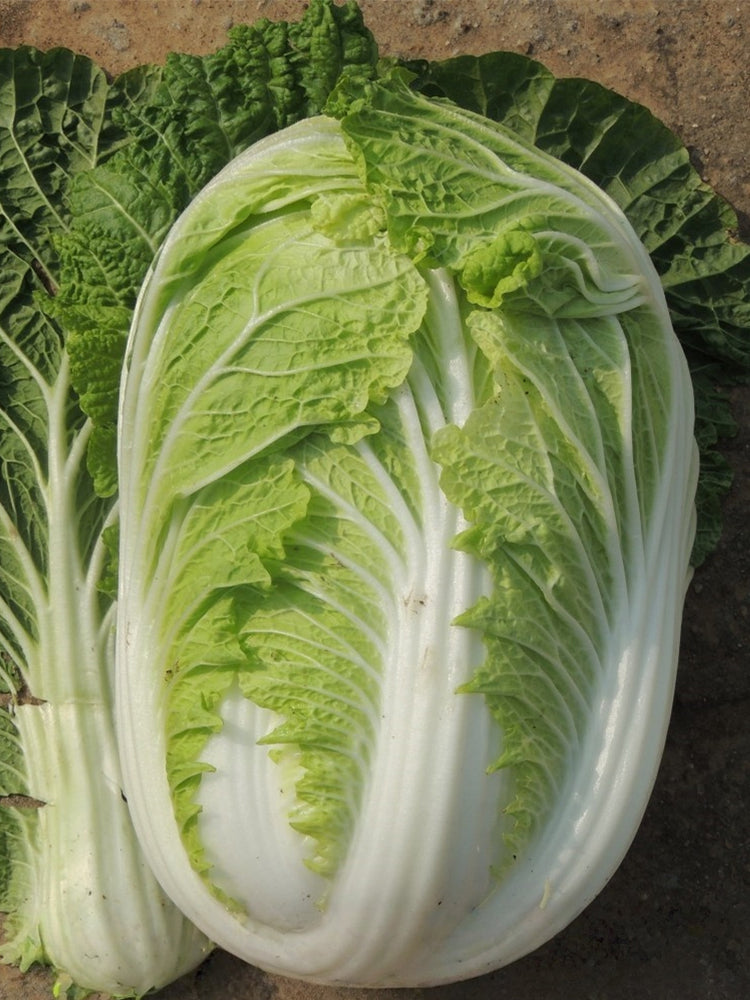 'Jiaoyan 5869' Chinese Cabbage