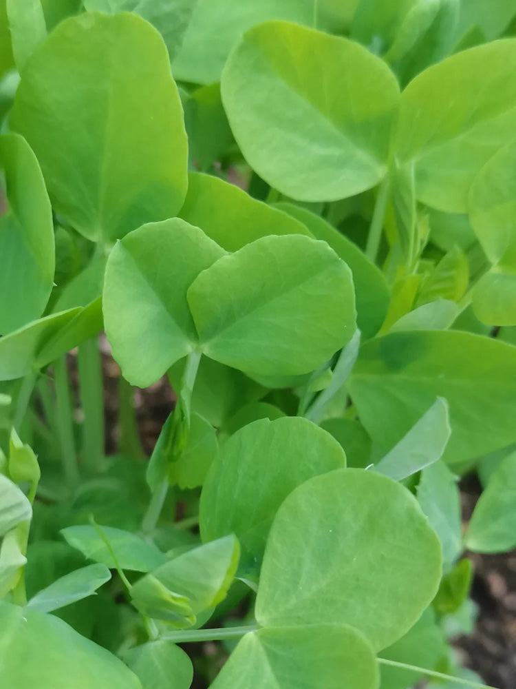 Jiemei Tendril-Free Pea Shoot