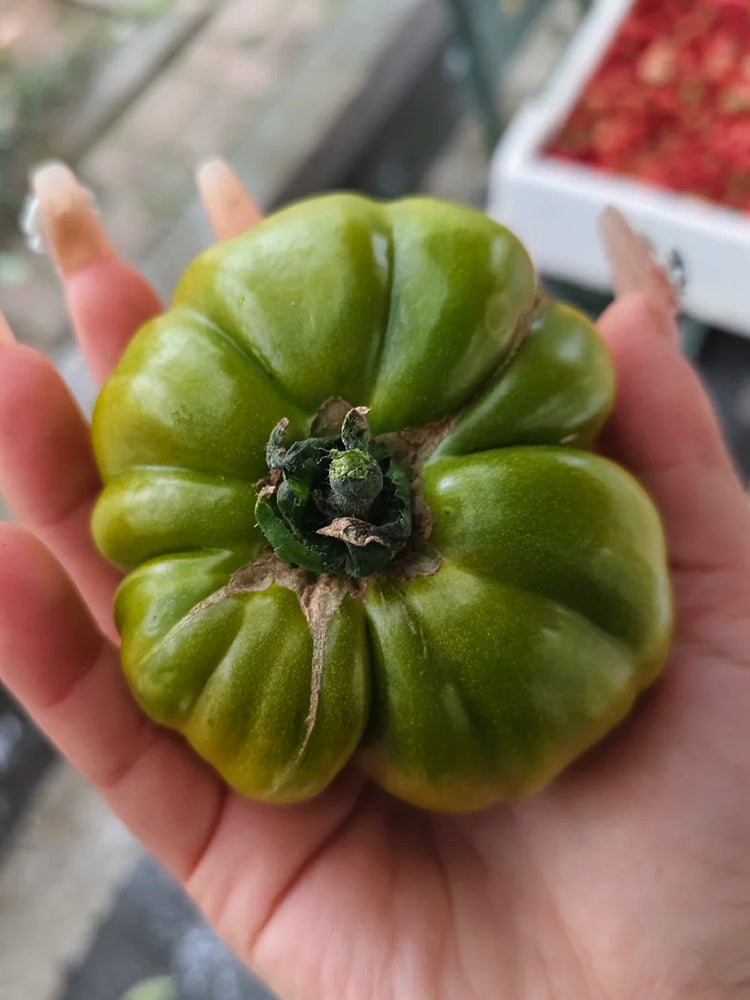 Green Steak Tomato