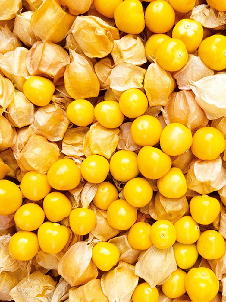 Groundcherry (Physalis pubescens)
