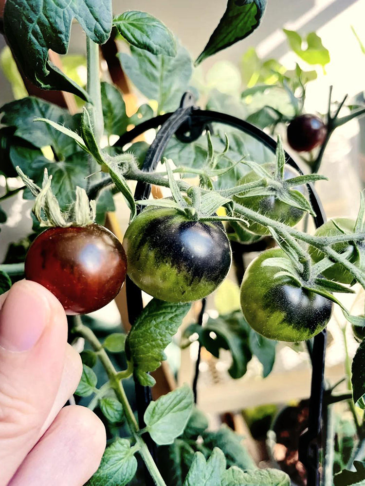 Black Knight Tomatoes