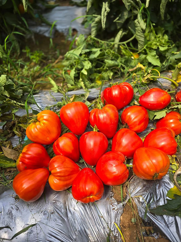 'Pixie Cap' Tomato