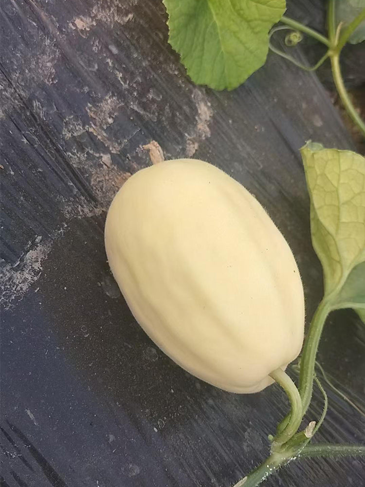 Qingzhou Silver Melons