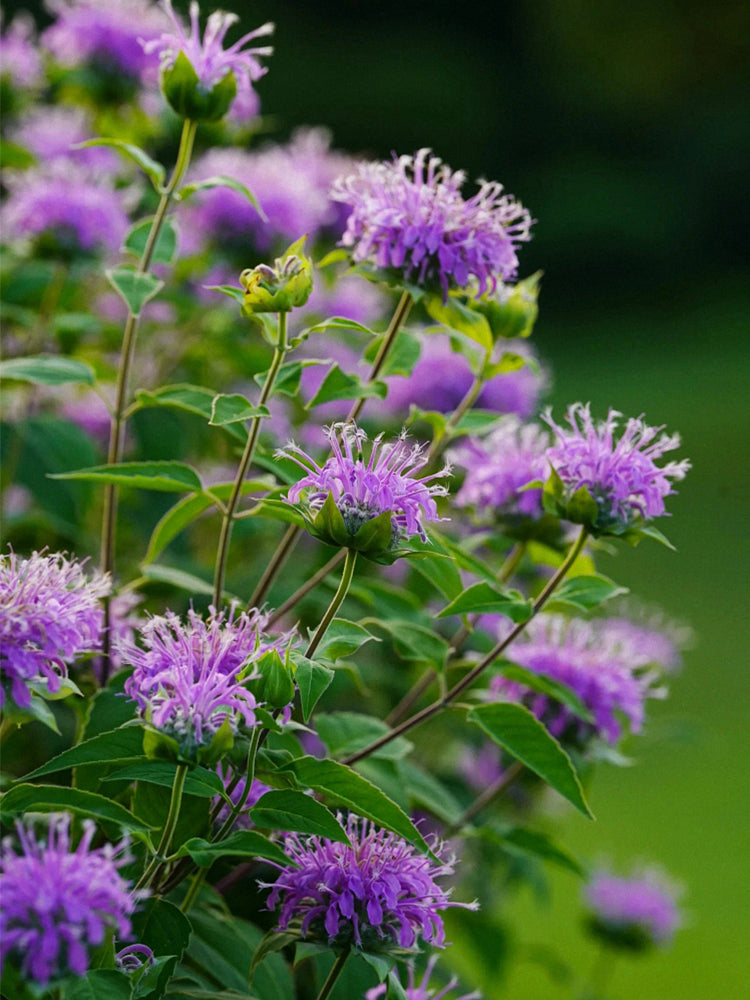 Monarda didyma
