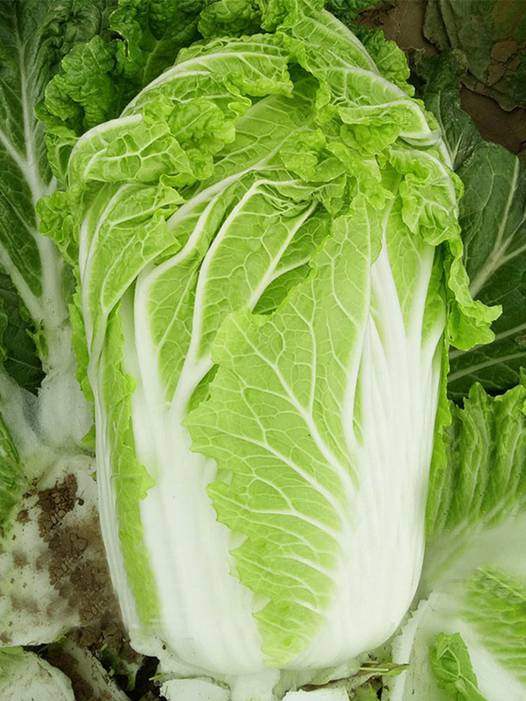 'Jiaoshu Autumn-King' Chinese Cabbage