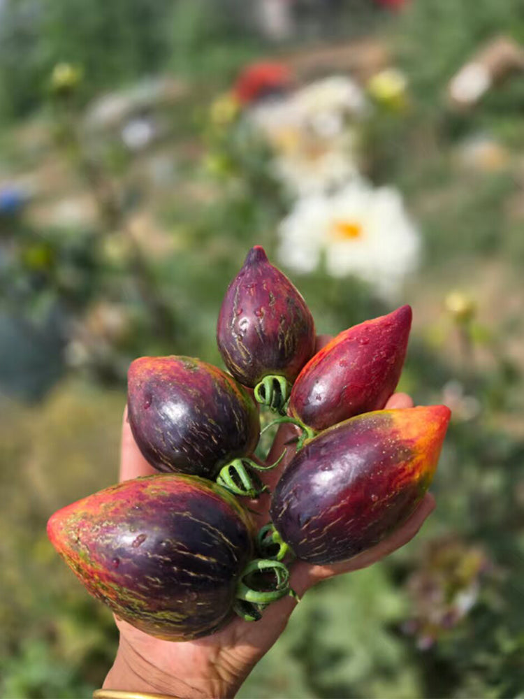 Strawberry Falls Mystery Tomato