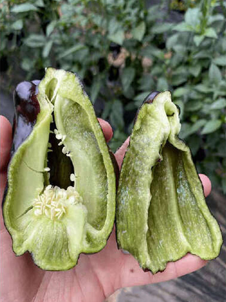 Purple Jiangsu Pepper