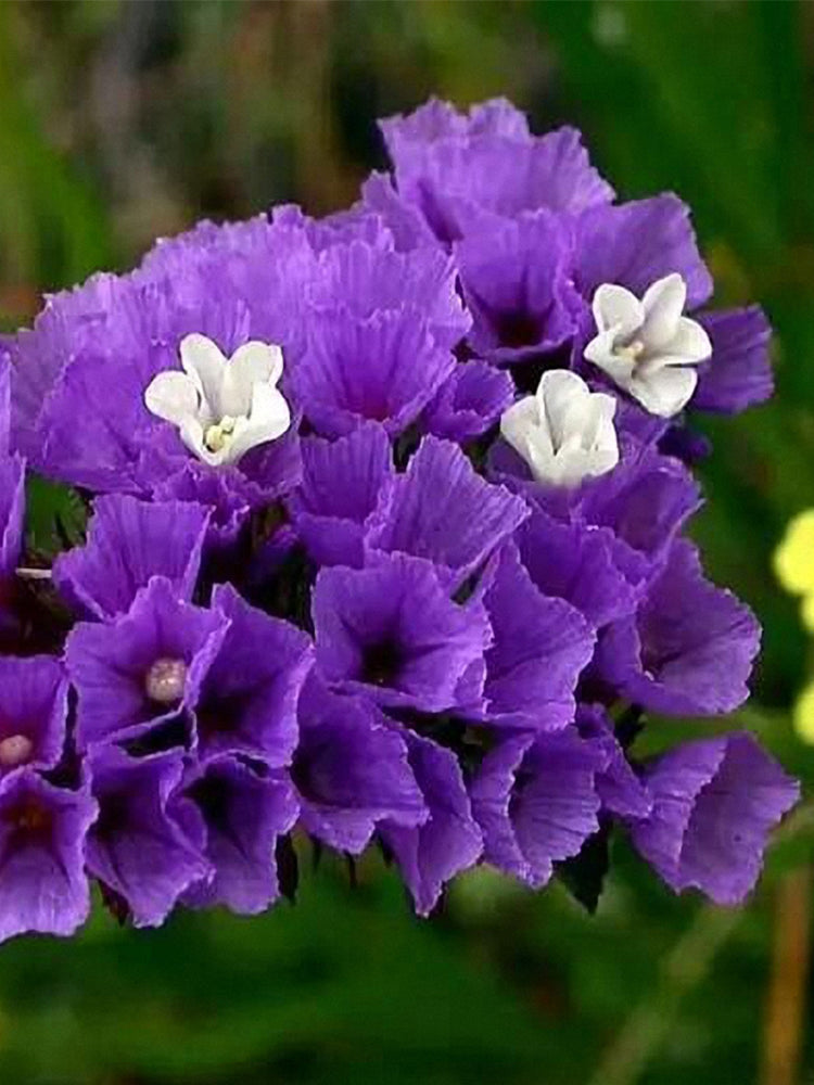 Blue Wavyleaf Sea Lavender (Limonium sinuatum)