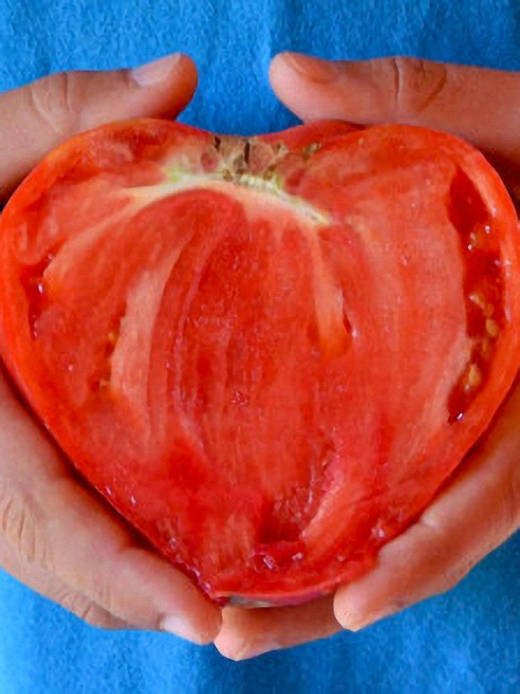 Russian Pink Oxheart Tomatoes