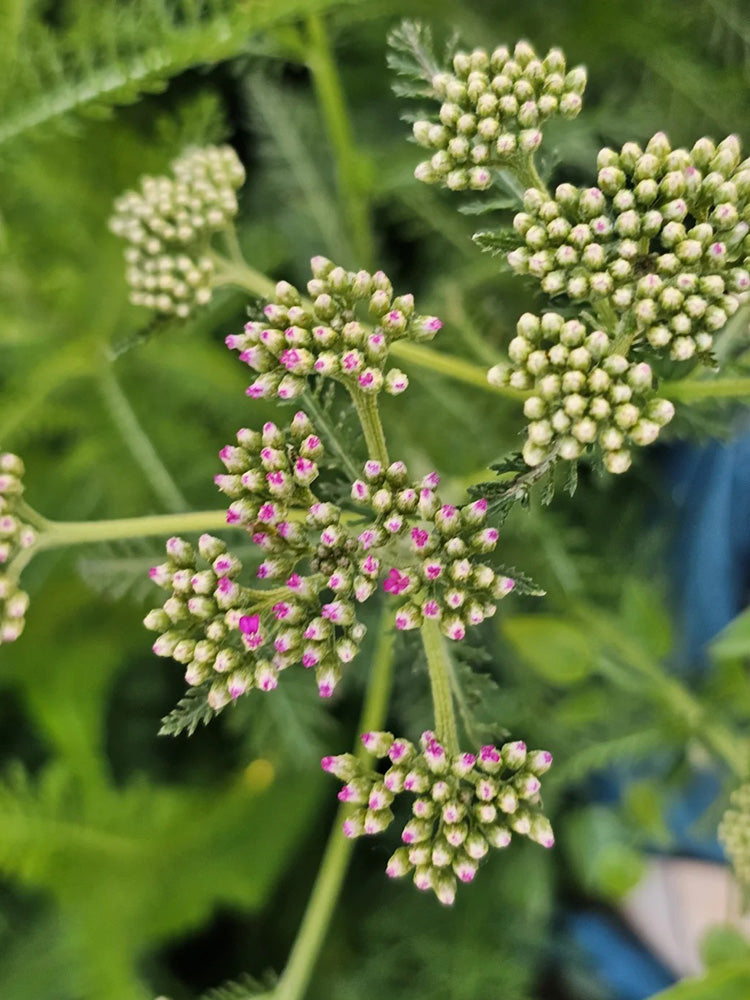 Pink Yarrow