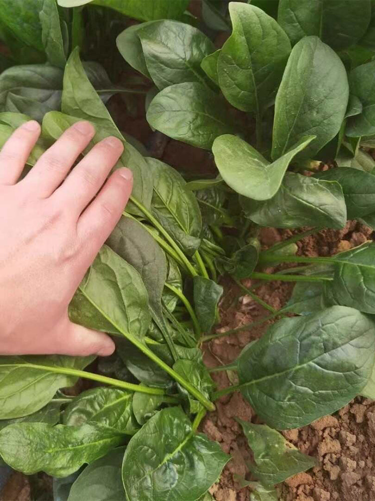 Jiannan 668 Spinachs