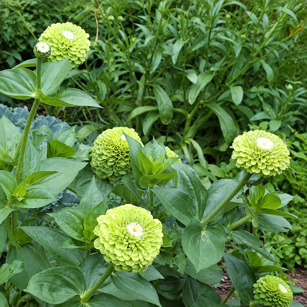 W1349 Envy Zinnia