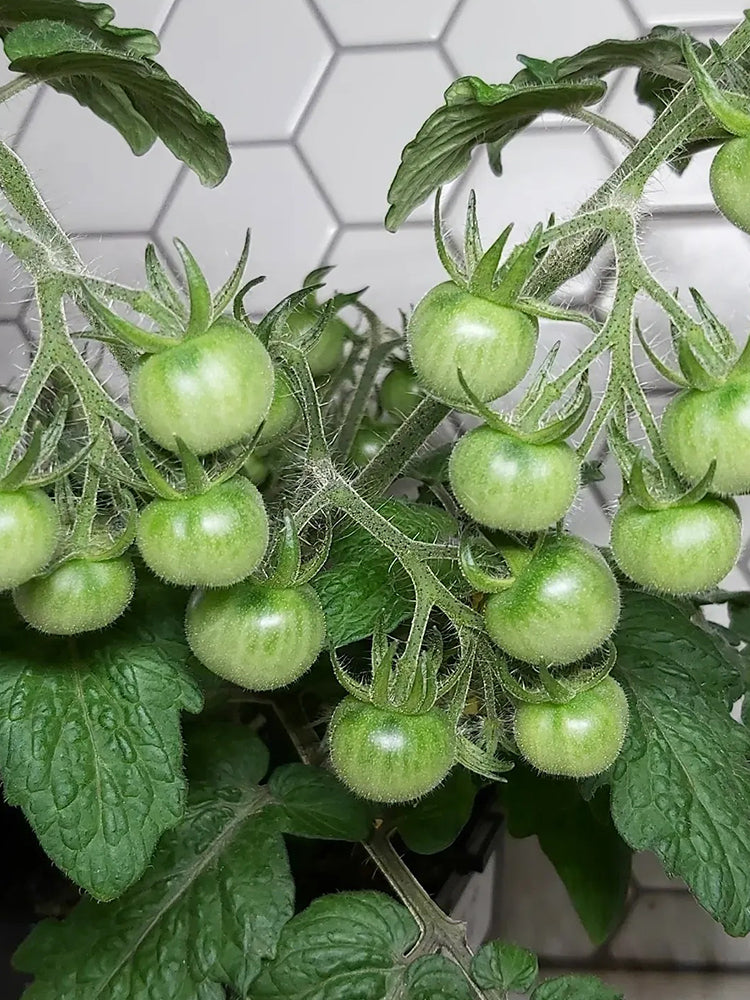 Delice de Neuilly Microdwarf Tomato