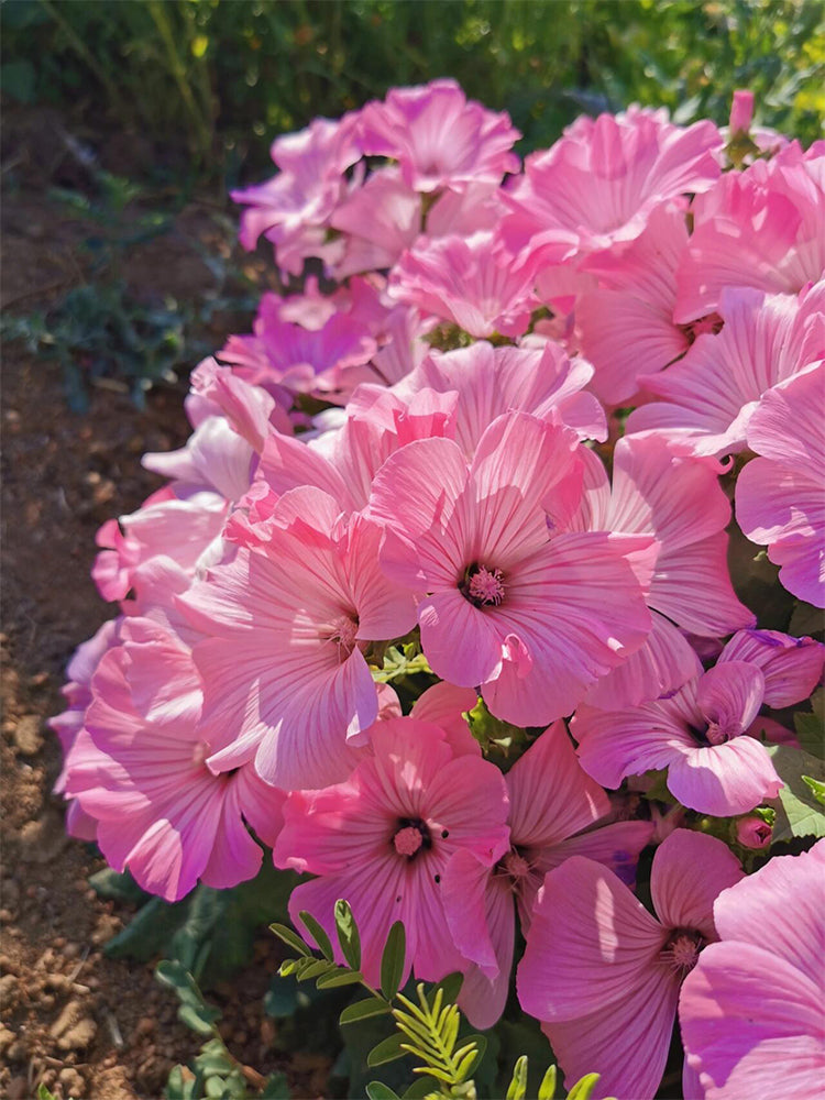 Flower Mallow (Lavatera trimestris)