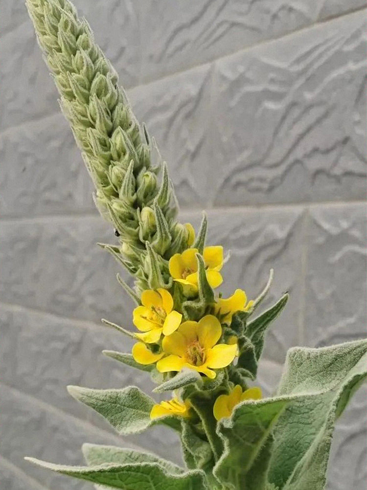 Mullein (Verbascum Thapsus)