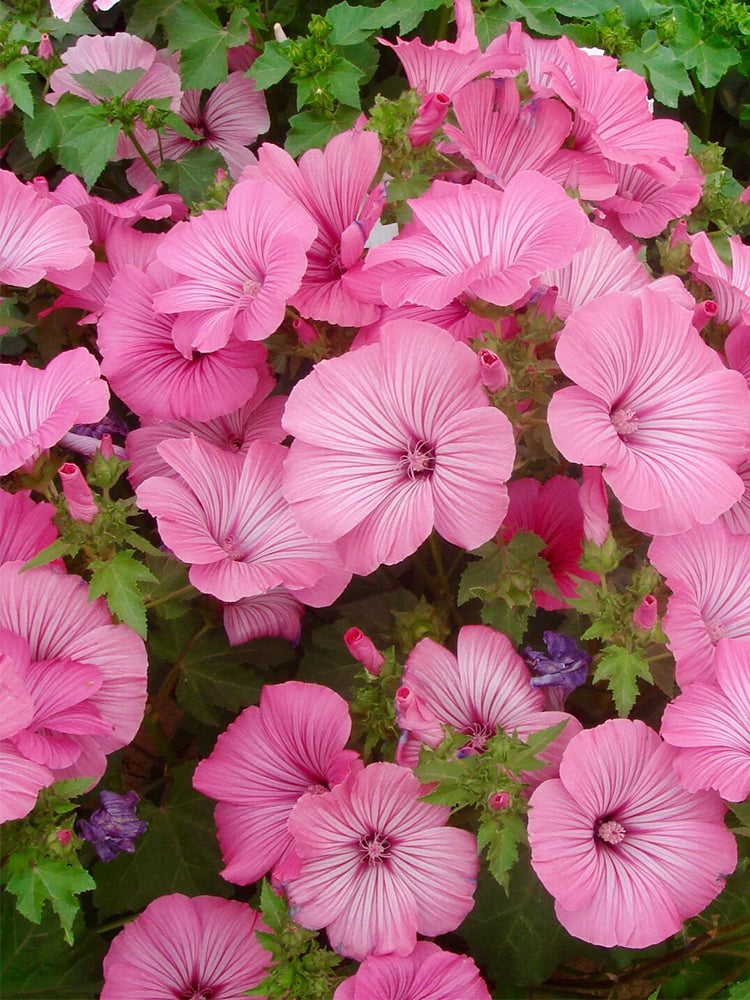 Flower Mallow (Lavatera trimestris)