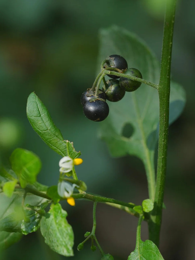 Black Nightshade