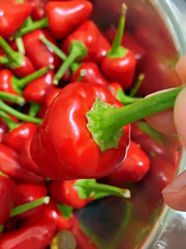 Spicy Aromatic Jar Pepper