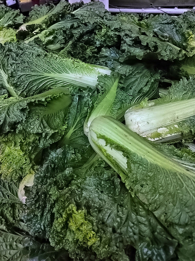 'Cuiqing 55' Qingmaye Chinese Cabbage